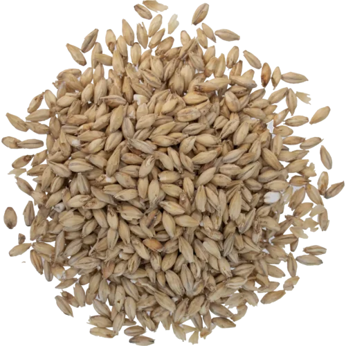 howdybrewer12026838